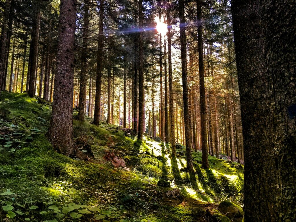 servizi ecosistemici forestali Dolomiti Agordo